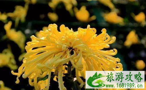 2020北京赏花时间表 地点+时间 2020北京赏花时间表 地点+时间