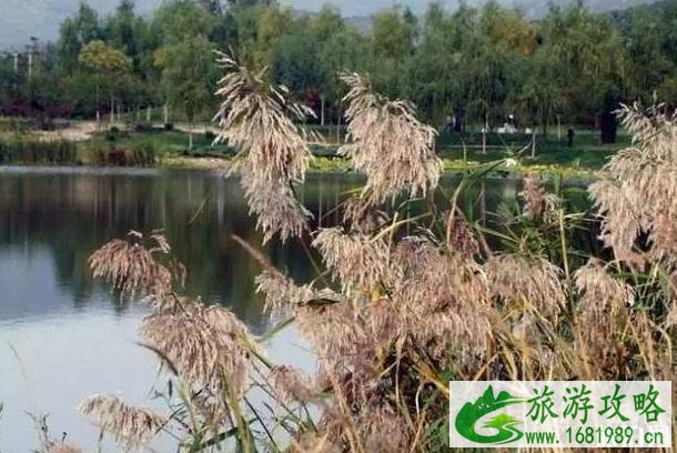 2020北京赏花时间表 地点+时间 2020北京赏花时间表 地点+时间