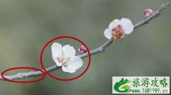 2020北京赏花时间表 地点+时间 2020北京赏花时间表 地点+时间