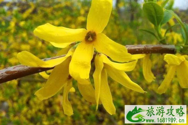 2020北京赏花时间表 地点+时间 2020北京赏花时间表 地点+时间