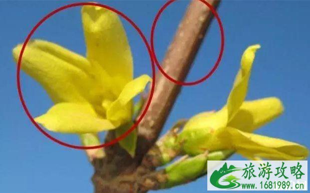 2020北京赏花时间表 地点+时间 2020北京赏花时间表 地点+时间