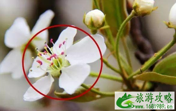 2020北京赏花时间表 地点+时间 2020北京赏花时间表 地点+时间