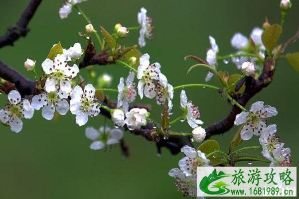 北京梨花什么时候开 去哪看最好 北京梨花什么时候开 去哪看最好