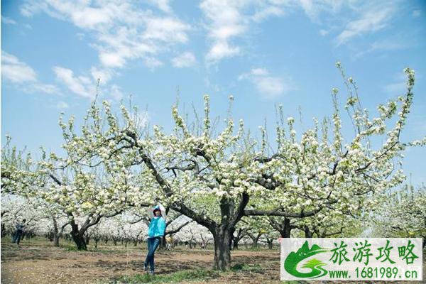 京白梨大家族主题公园门票多少 坐公交怎么去
