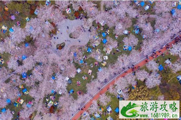 无锡金匮公园樱花开了吗 疫情期间让赏花吗