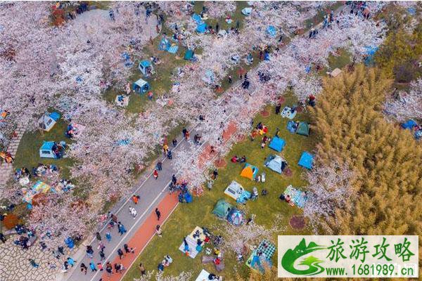 无锡金匮公园樱花开了吗 疫情期间让赏花吗