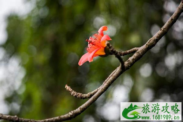 2020年三月广东哪里有花看 2020年三月广东哪里有花看