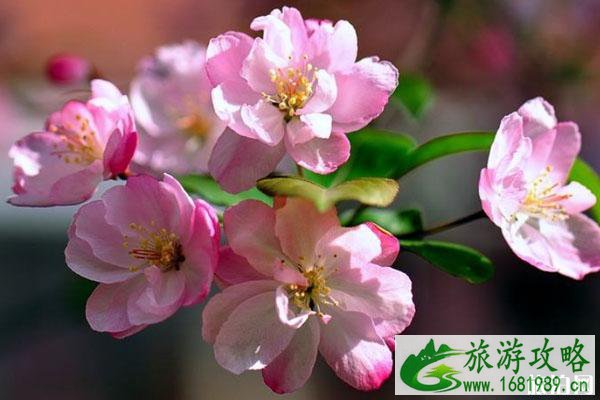 春季赏海棠花的地方推荐 景点交通门票 春季赏海棠花的地方推荐 景点交通门票