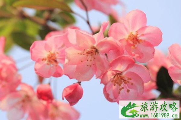 春季赏海棠花的地方推荐 景点交通门票 春季赏海棠花的地方推荐 景点交通门票