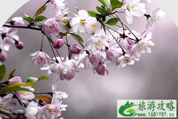 春季赏海棠花的地方推荐 景点交通门票 春季赏海棠花的地方推荐 景点交通门票