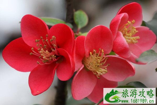 春季赏海棠花的地方推荐 景点交通门票 春季赏海棠花的地方推荐 景点交通门票