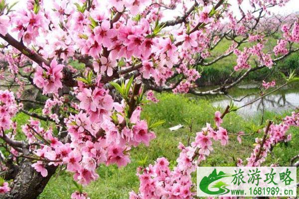 春季赏桃花最佳的地方 景点交通门票