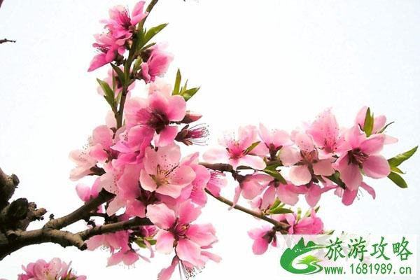 春季赏桃花最佳的地方 景点交通门票