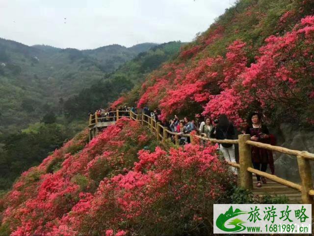 2020黄陂木兰云雾山杜鹃花海时间 2020黄陂木兰云雾山杜鹃花海时间