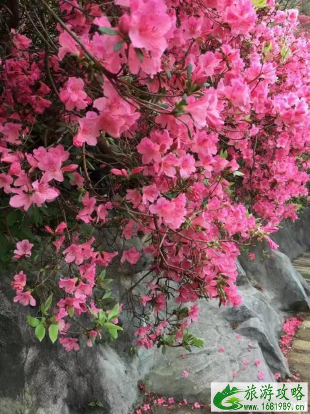 2020黄陂木兰云雾山杜鹃花海时间 2020黄陂木兰云雾山杜鹃花海时间