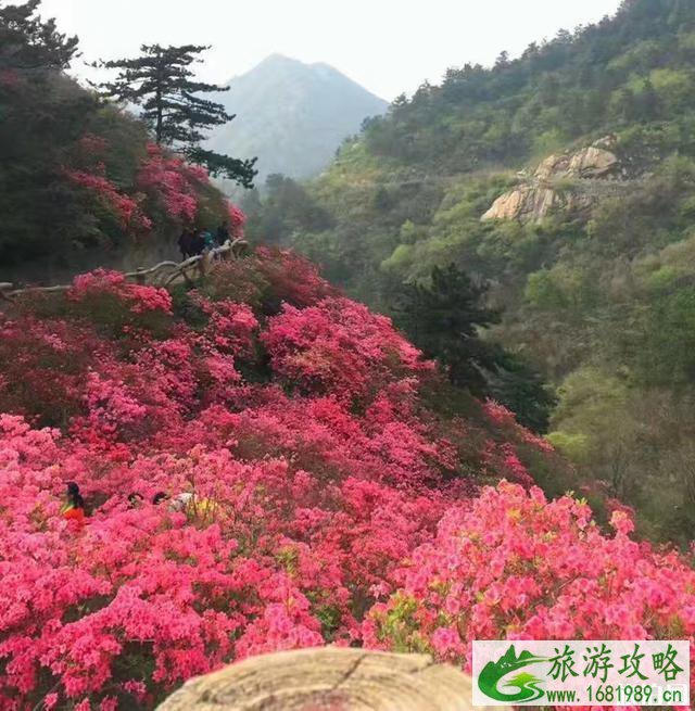 2020黄陂木兰云雾山杜鹃花海时间 2020黄陂木兰云雾山杜鹃花海时间