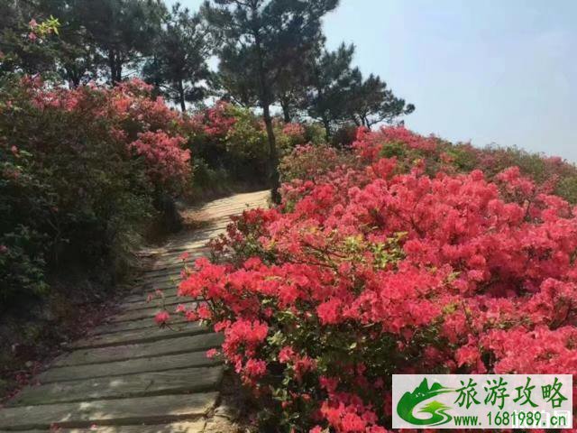 2020黄陂木兰云雾山杜鹃花海时间 2020黄陂木兰云雾山杜鹃花海时间