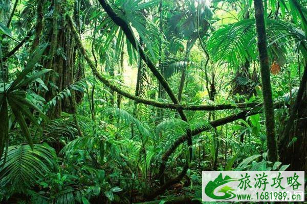 全球十大原始森林是哪些 全球十大原始森林是哪些