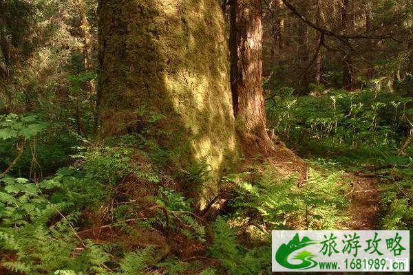 全球十大原始森林是哪些 全球十大原始森林是哪些