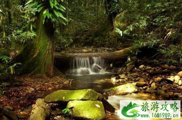 全球十大原始森林是哪些 全球十大原始森林是哪些