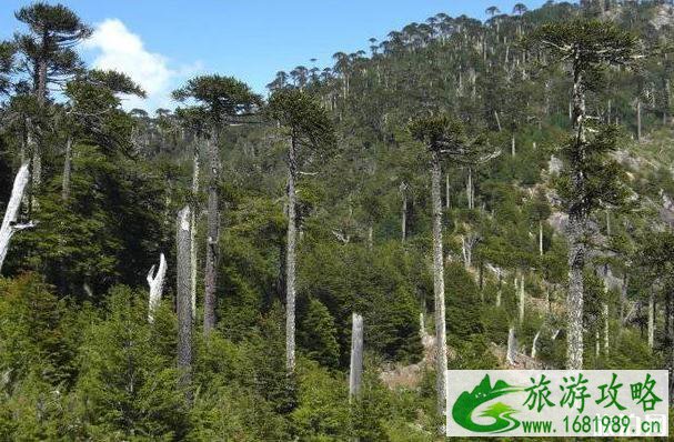 全球十大原始森林是哪些 全球十大原始森林是哪些
