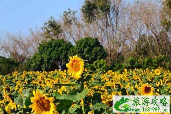 东莞梦幻百花洲地址 赏花时间