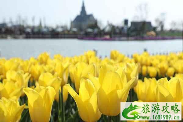 大丰荷花花海郁金香花期持续时间