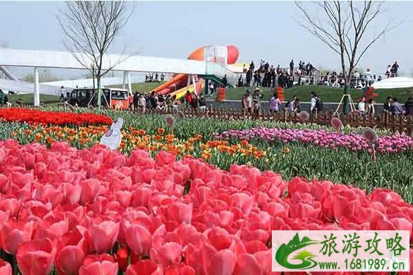 大丰荷花花海郁金香花期持续时间