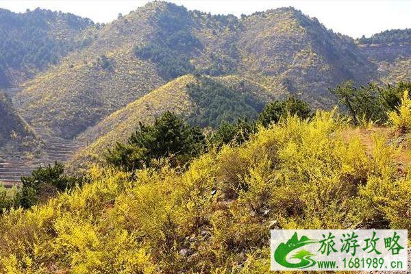 2020王莽岭景区开放时间 门票优惠免费政策 2020王莽岭景区开放时间 门票优惠免费政策