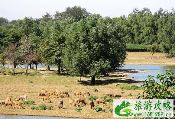 南海子公园恢复开放了吗 南海子公园现在正常开放吗 南海子公园恢复开放了吗 南海子公园现在正常开放吗