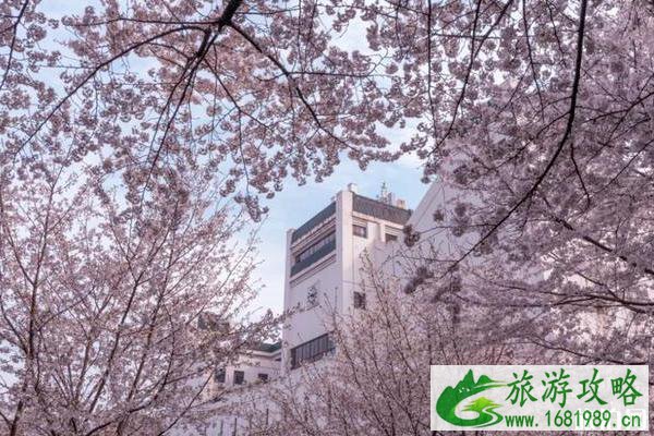 2020林芝桃花节是什么时间