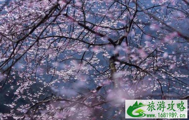 桐庐3月份免费游玩景点有哪些 桐庐3月份免费游玩景点有哪些