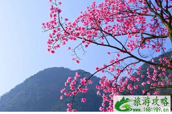 2020九皇山什么时候开放和辛夷花开了吗