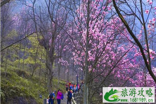 2020九皇山门票免费政策和游玩攻略