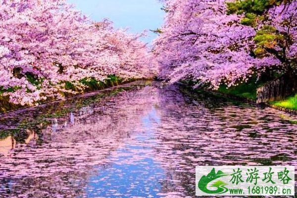 2020日本樱花季节是几月份 2020日本樱花季节是几月份