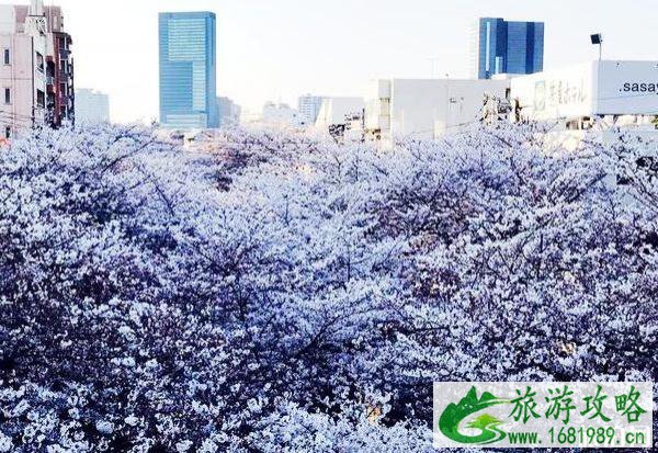 2020日本樱花季节是几月份 2020日本樱花季节是几月份