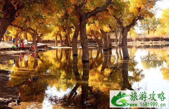 大漠胡杨林在什么地方 大漠胡杨林景区旅游攻略 大漠胡杨林在什么地方 大漠胡杨林景区旅游攻略