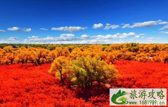 大漠胡杨林在什么地方 大漠胡杨林景区旅游攻略 大漠胡杨林在什么地方 大漠胡杨林景区旅游攻略