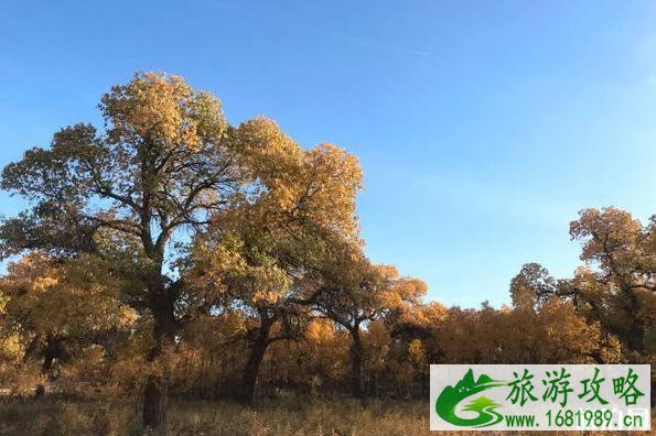 大漠胡杨林在什么地方 大漠胡杨林景区旅游攻略 大漠胡杨林在什么地方 大漠胡杨林景区旅游攻略