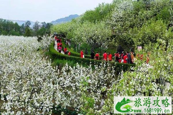 广元市苍溪十里樱花谷樱花什么时候开 附苍溪赏花地图 广元市苍溪十里樱花谷樱花什么时候开 附苍溪赏花地图