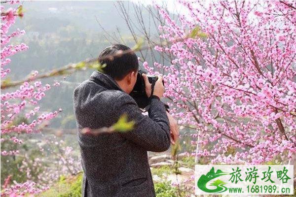 广元市苍溪十里樱花谷樱花什么时候开 附苍溪赏花地图