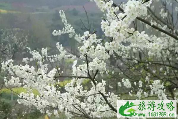 哪里的梨花最好看 梨花观赏地推荐