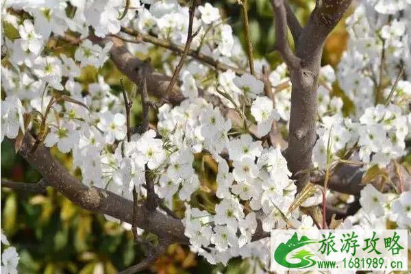 哪里的梨花最好看 梨花观赏地推荐