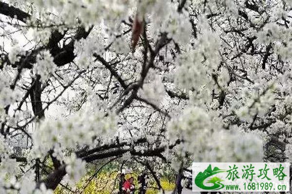 哪里的梨花最好看 梨花观赏地推荐