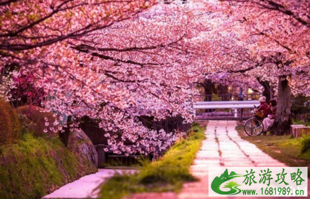 广东春天赏花景点及花期 广东春天赏花景点及花期