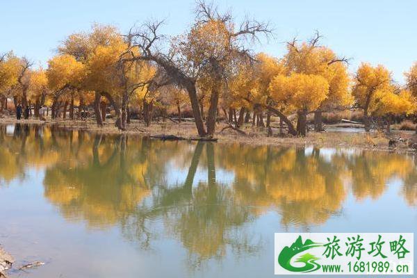 大漠胡杨林景区露营攻略 大漠胡杨林景区露营攻略