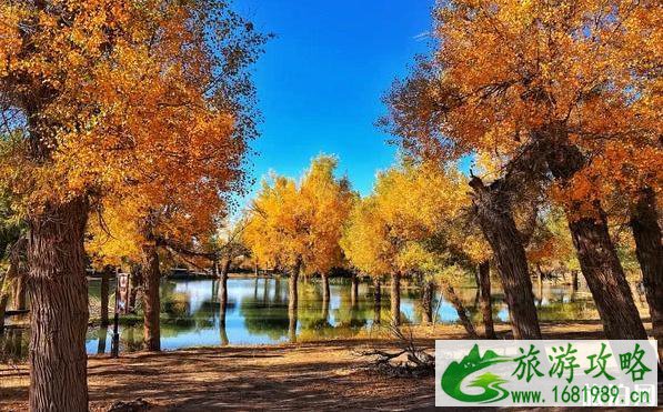 大漠胡杨林在什么地方 大漠胡杨林景区旅游攻略 大漠胡杨林在什么地方 大漠胡杨林景区旅游攻略