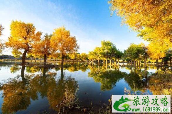 大漠胡杨林在什么地方 大漠胡杨林景区旅游攻略 大漠胡杨林在什么地方 大漠胡杨林景区旅游攻略