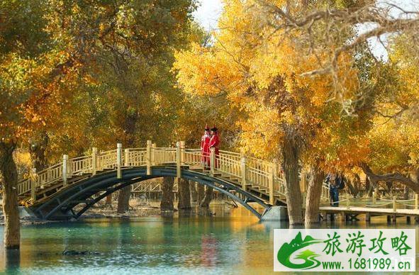 大漠胡杨林在什么地方 大漠胡杨林景区旅游攻略 大漠胡杨林在什么地方 大漠胡杨林景区旅游攻略