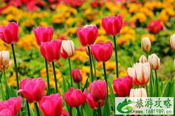 2020春季郁金香赏花地点推荐